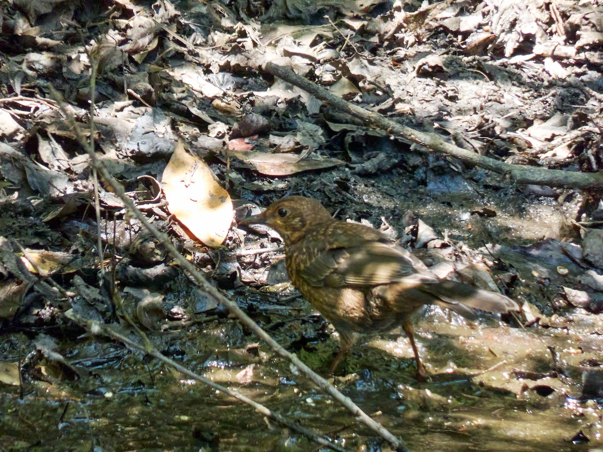 Eurasian Blackbird - ML454941471