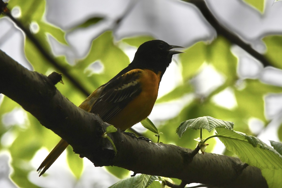 Baltimore Oriole - ML454942541