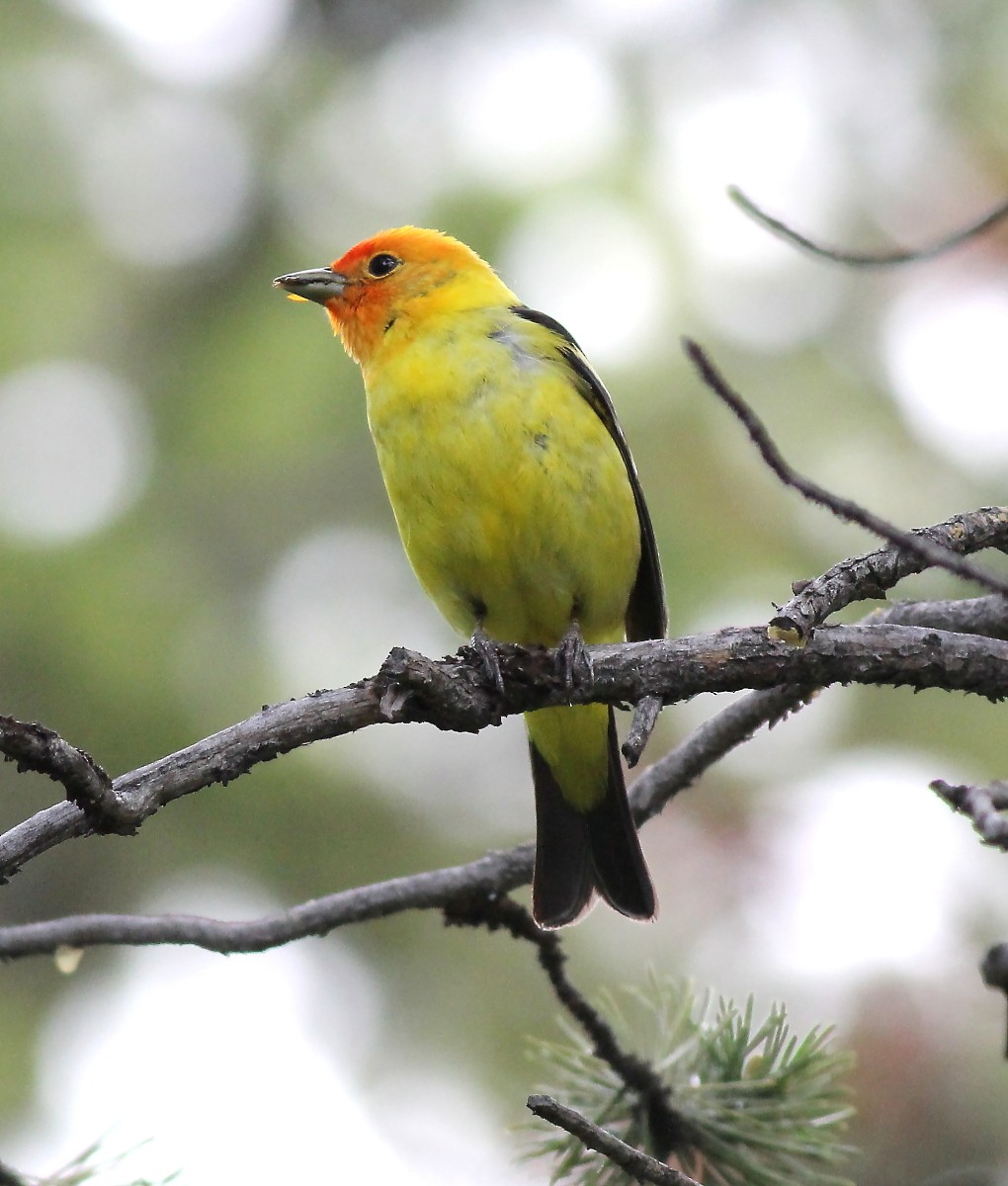 Western Tanager - ML45494381