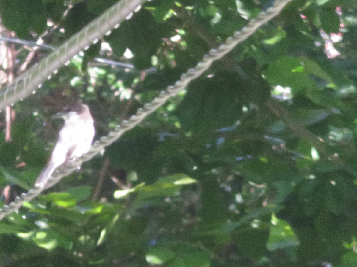 Loggerhead Kingbird - Scott Atkinson