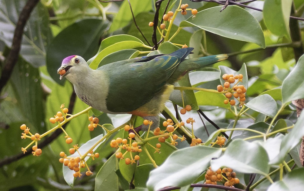 Palau Fruit-Dove - ML454944271