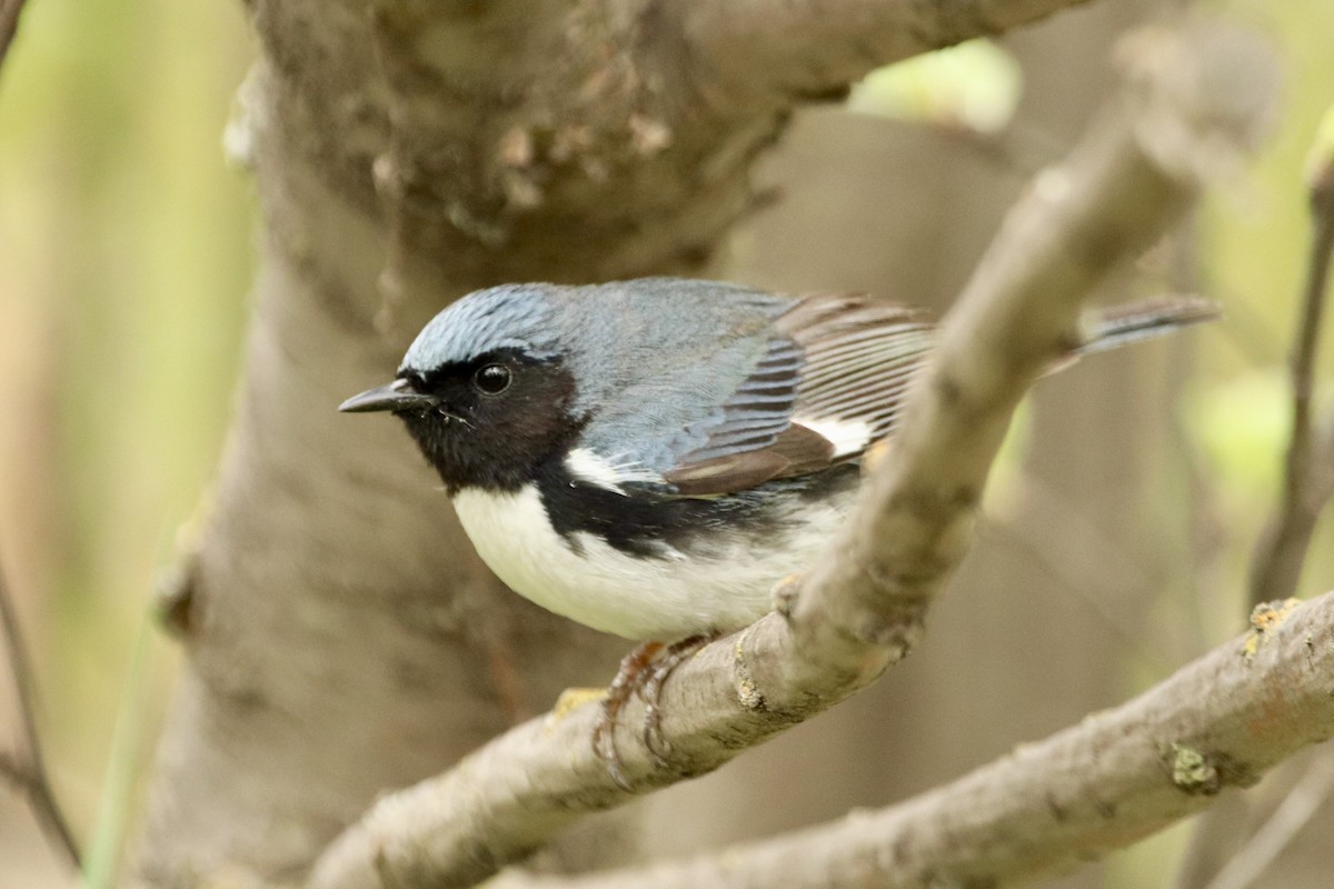 Black-throated Blue Warbler - ML454944521