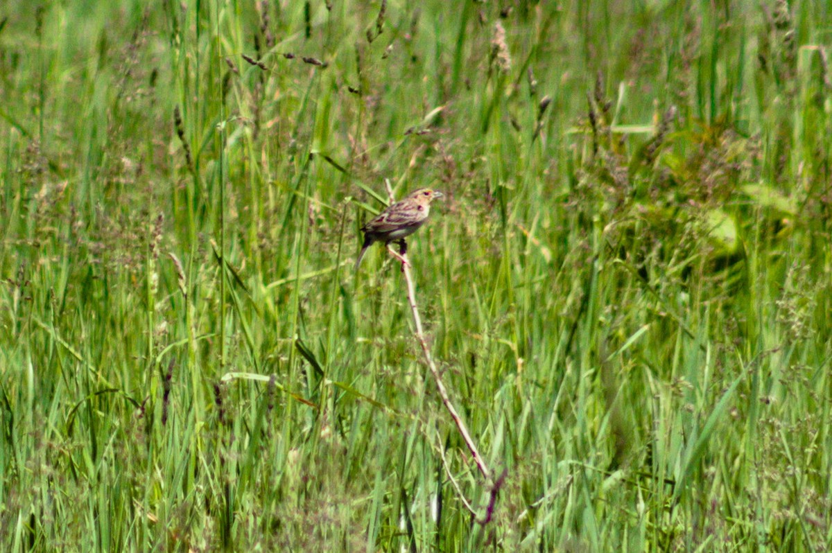 Grasshopper Sparrow - ML454945091