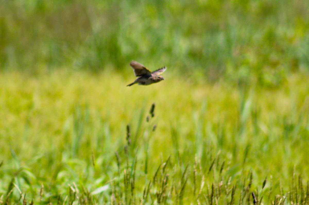 Grasshopper Sparrow - ML454945111