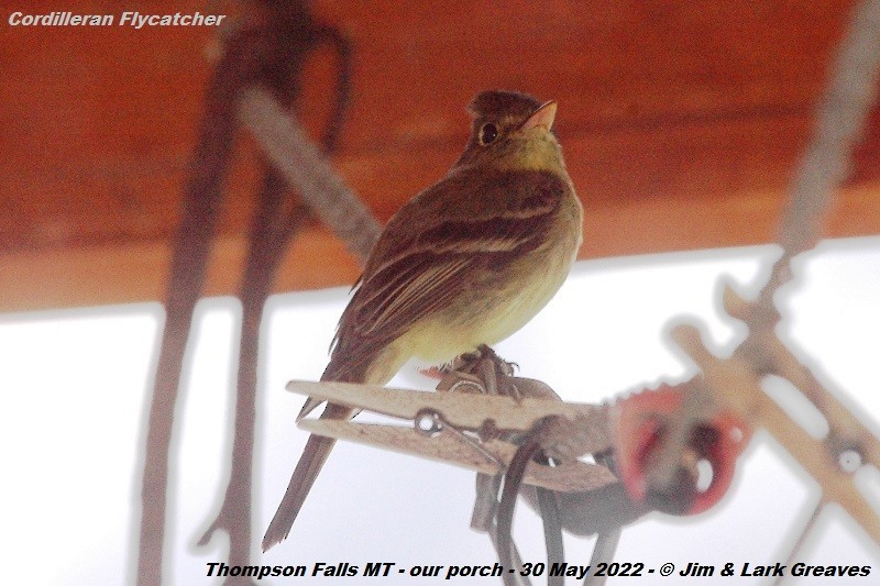 Western Flycatcher (Cordilleran) - Jim Greaves