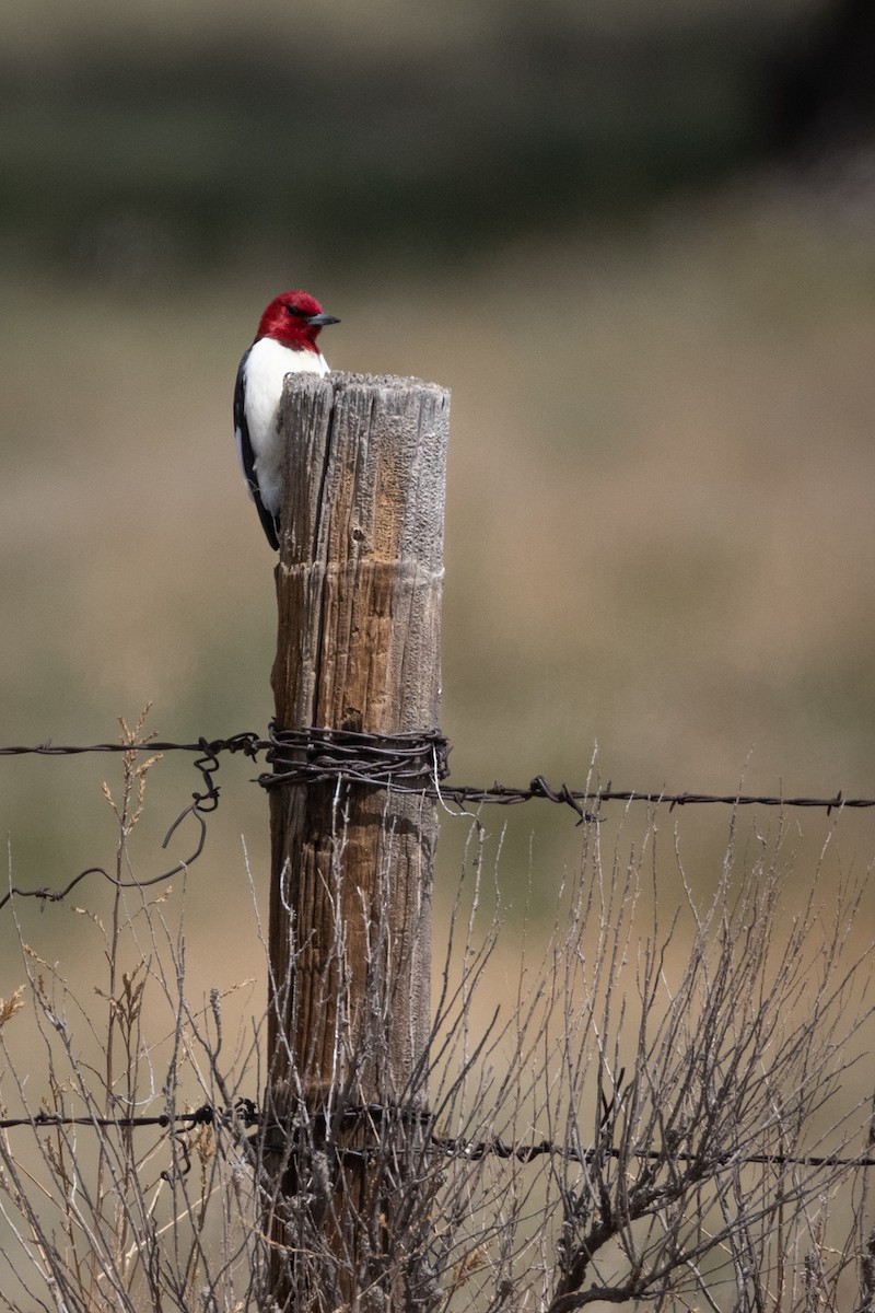 Red-headed Woodpecker - ML454947311