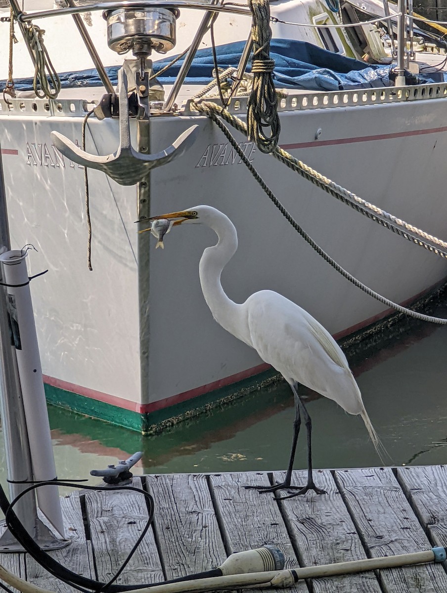 Great Egret - ML454947381