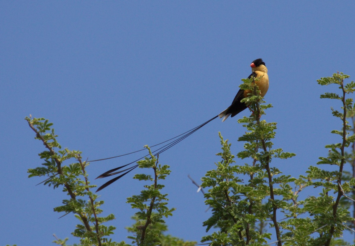 Shaft-tailed Whydah - ML45494971