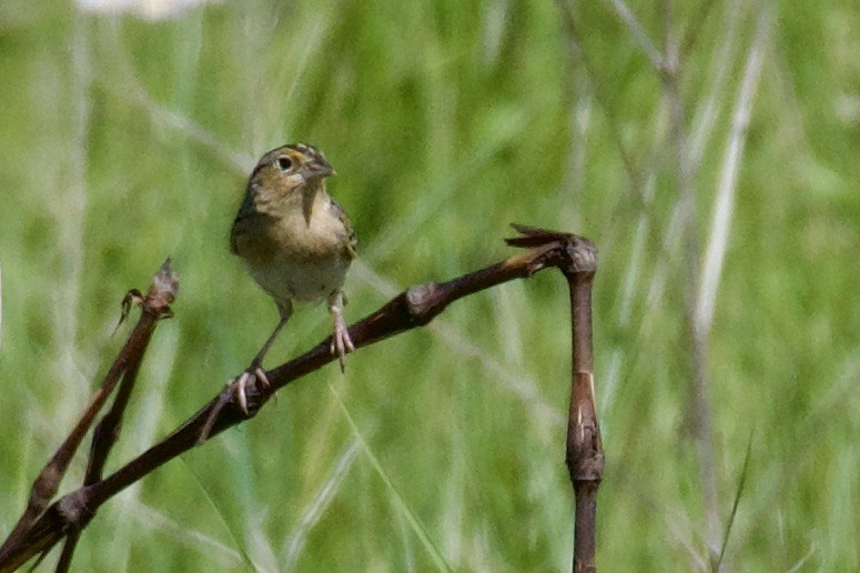 Grasshopper Sparrow - ML454949821