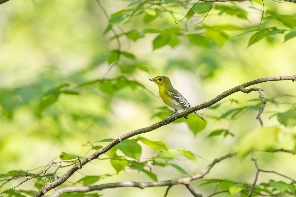 Yellow-throated Vireo - ML454949951