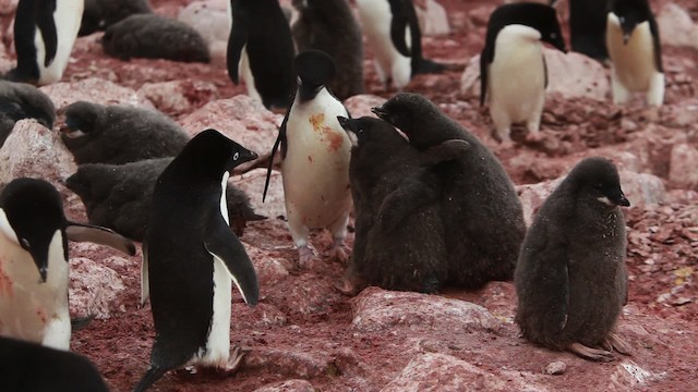 Adelie Penguin - ML454951