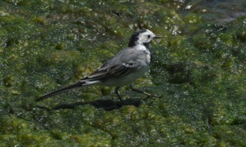 Lavandera Blanca - ML45495181