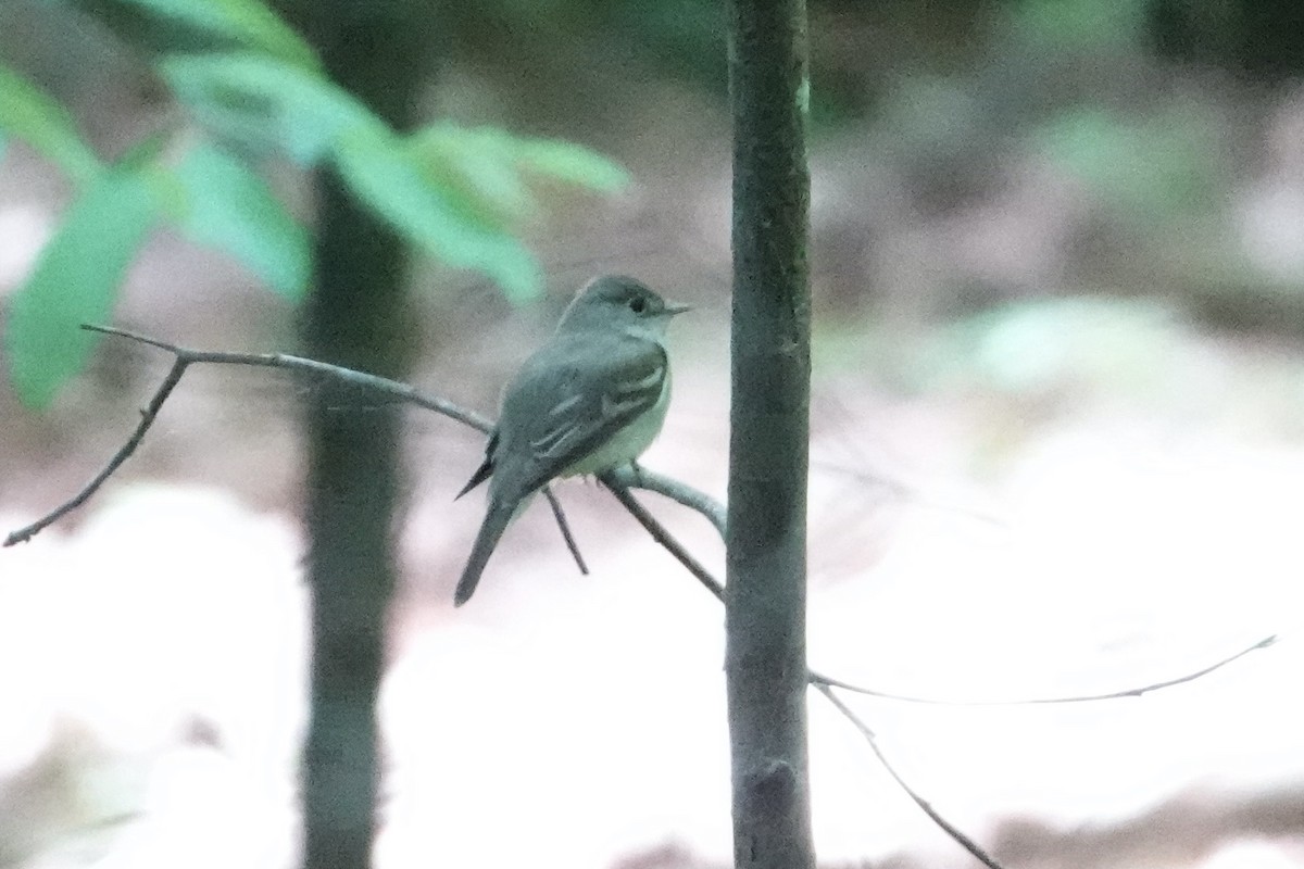 Acadian Flycatcher - ML454951831