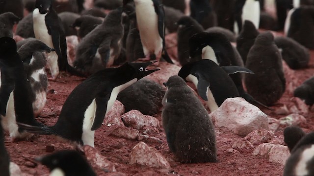 Adelie Penguin - ML454952