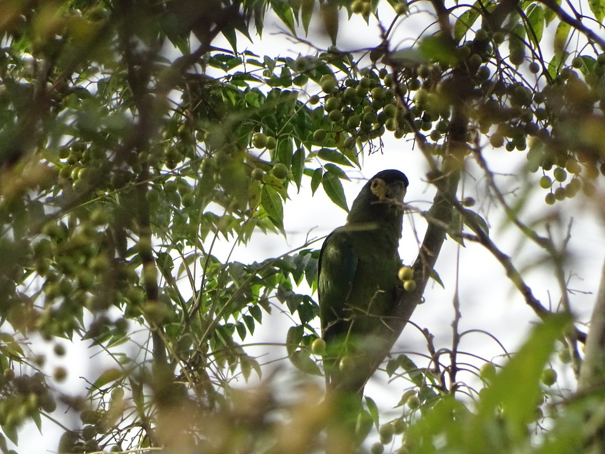 Yellow-collared Macaw - ML454952191