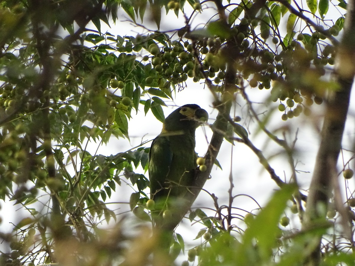 Yellow-collared Macaw - ML454952211