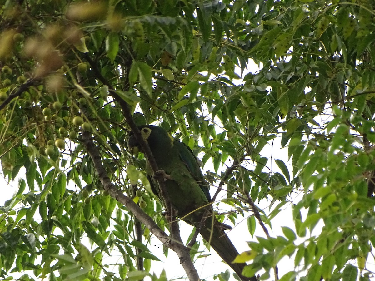 Yellow-collared Macaw - ML454952231