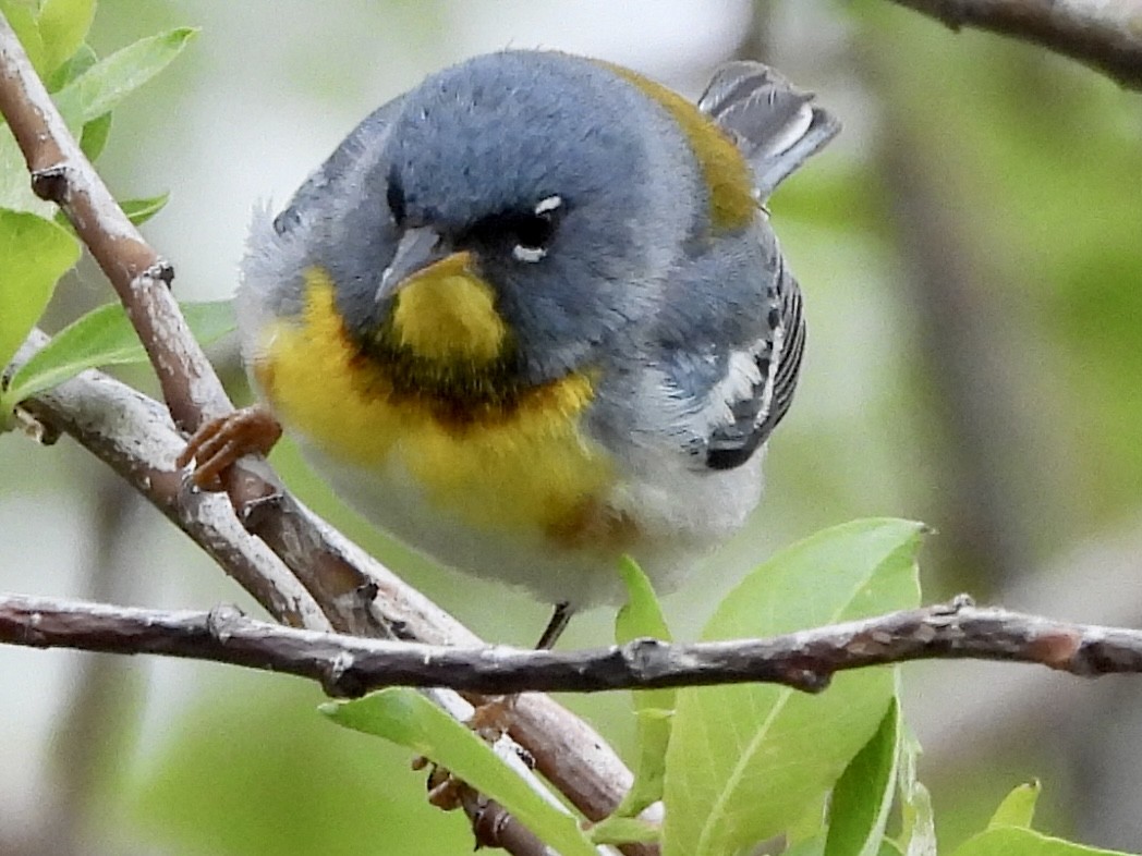 Northern Parula - ML454952581