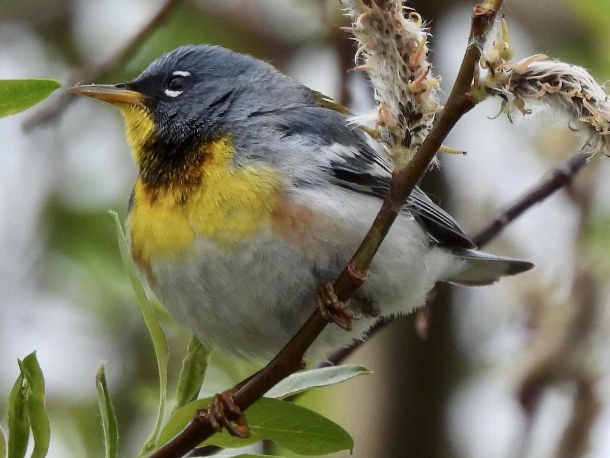 Northern Parula - ML454952591