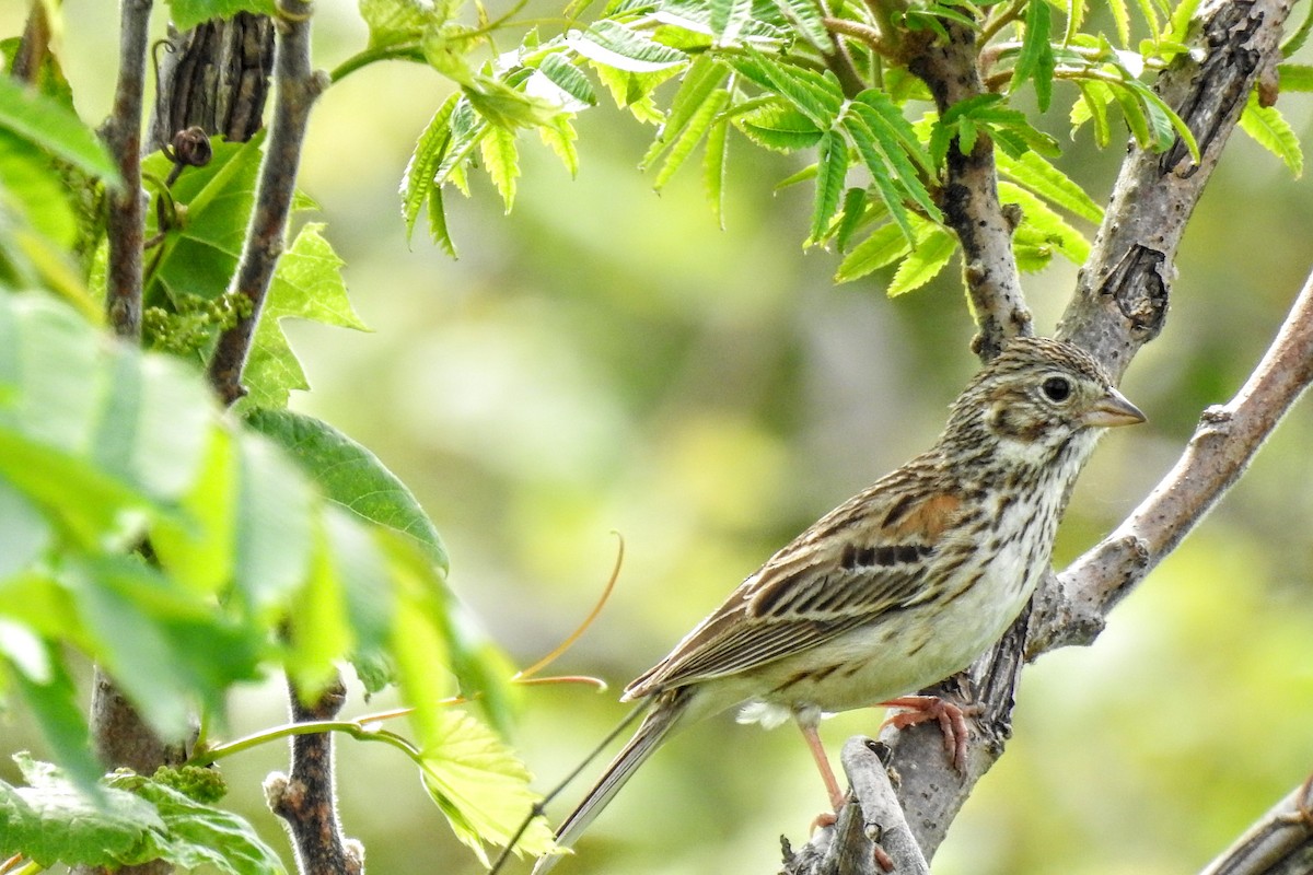 Vesper Sparrow - ML454952661