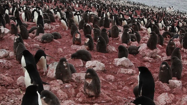 Adelie Penguin - ML454953