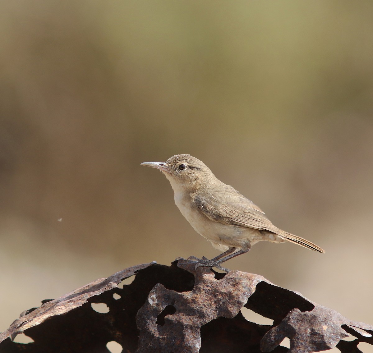 Clarion Wren - Jorge Montejo