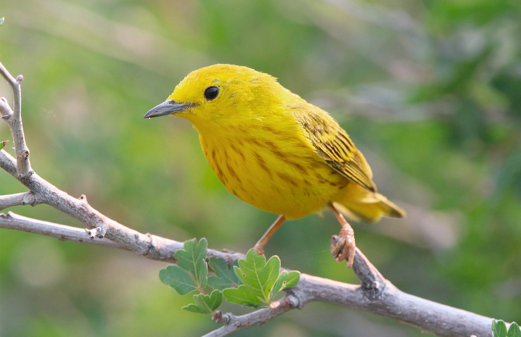 Northern Yellow Warbler