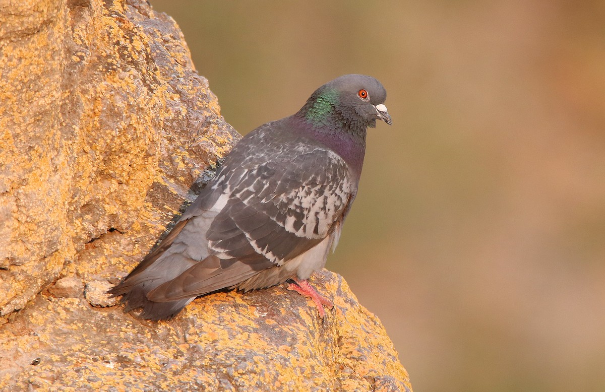 Rock Pigeon (Feral Pigeon) - ML454953731