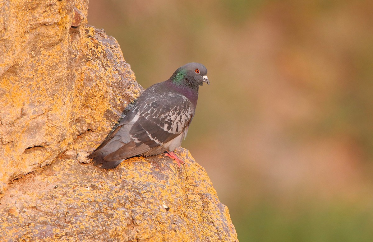 Rock Pigeon (Feral Pigeon) - ML454953741