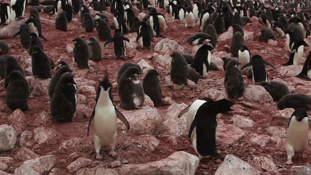 Adelie Penguin - ML454954