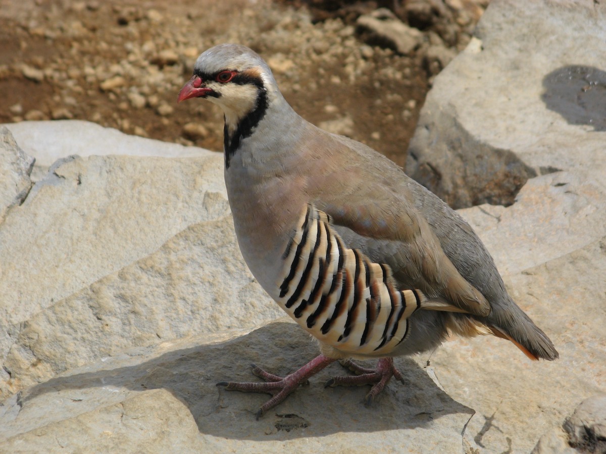 Chukarhuhn - ML454954041