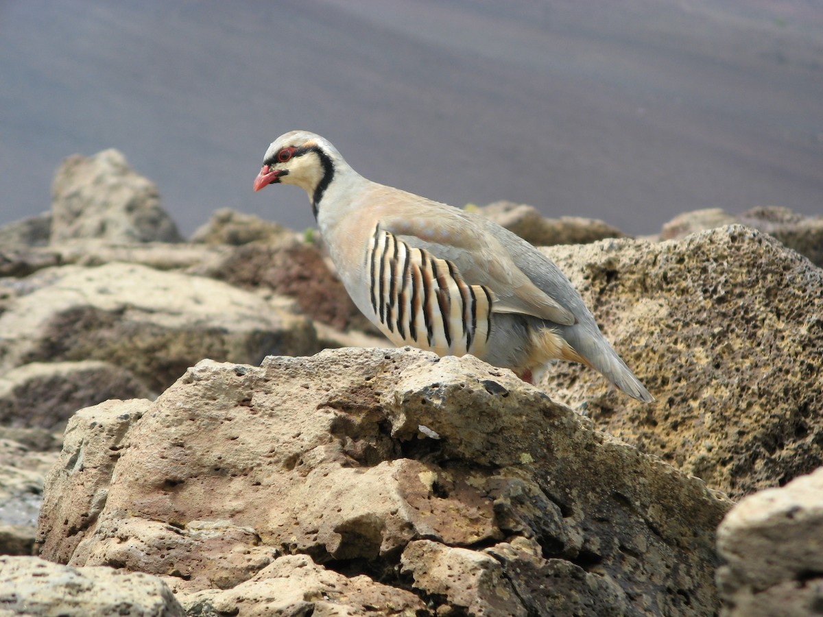 Chukarhuhn - ML454954051