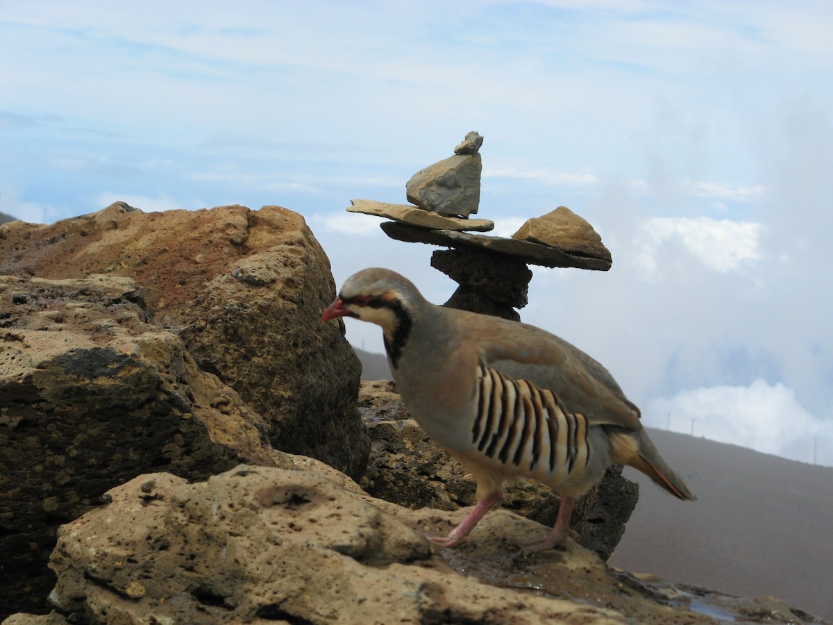Chukarhuhn - ML454954221