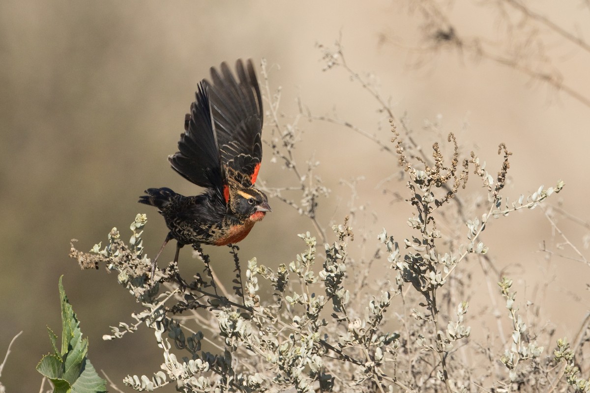 White-browed Meadowlark - ML454955991