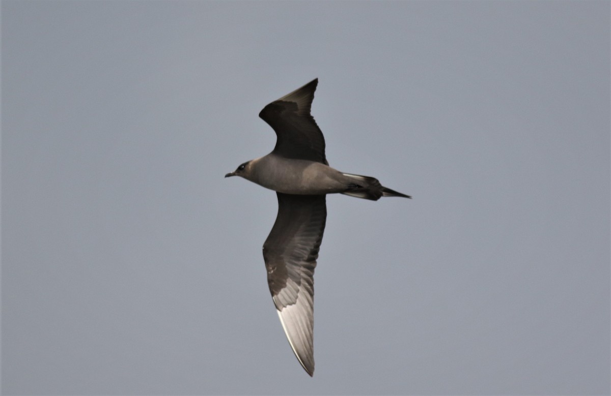 Parasitic Jaeger - Iain Robson