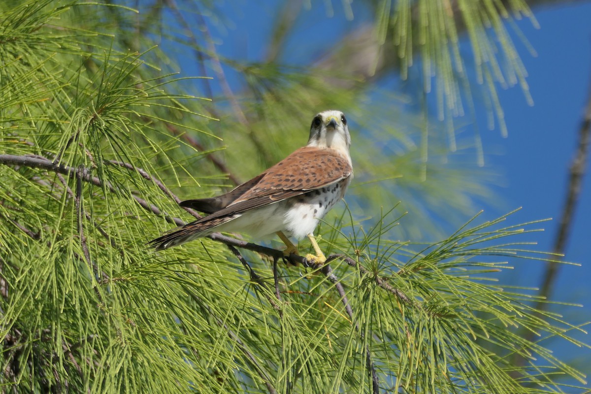 Malagasy Kestrel - Peter Kaestner