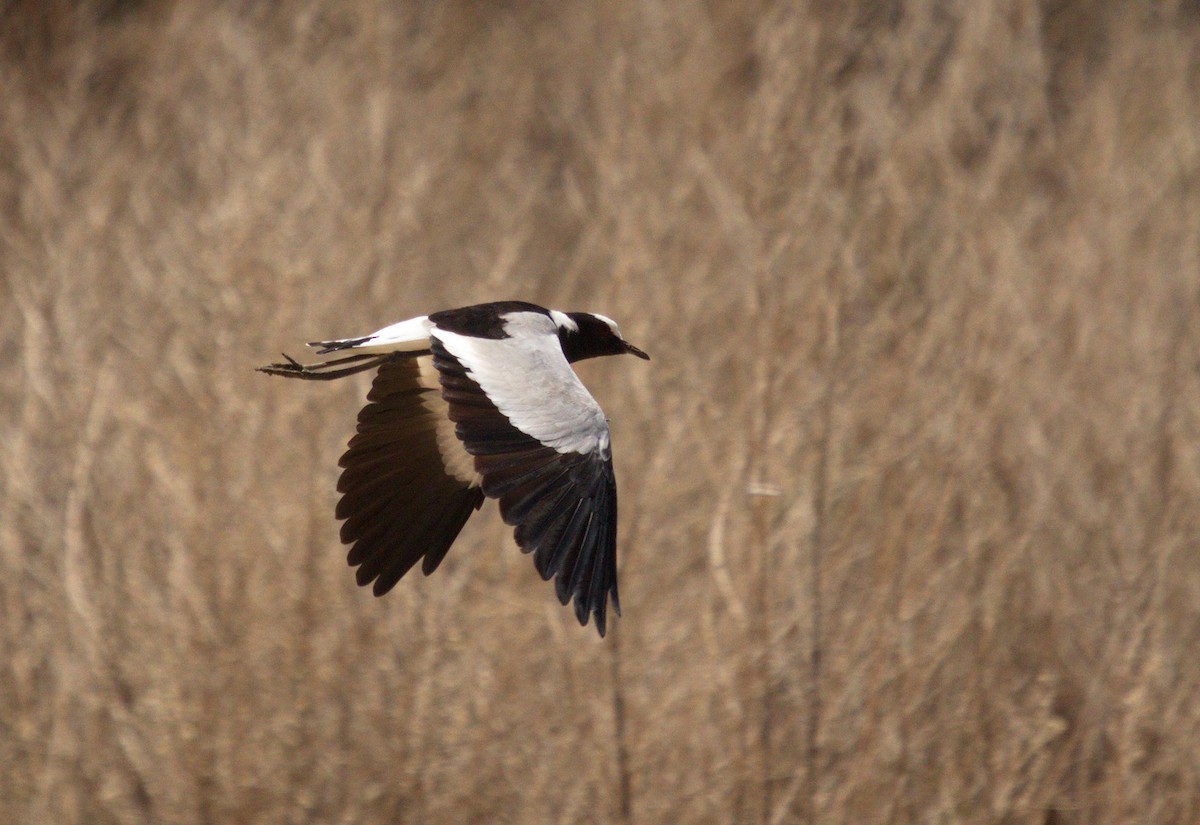 Blacksmith Lapwing - ML45495751