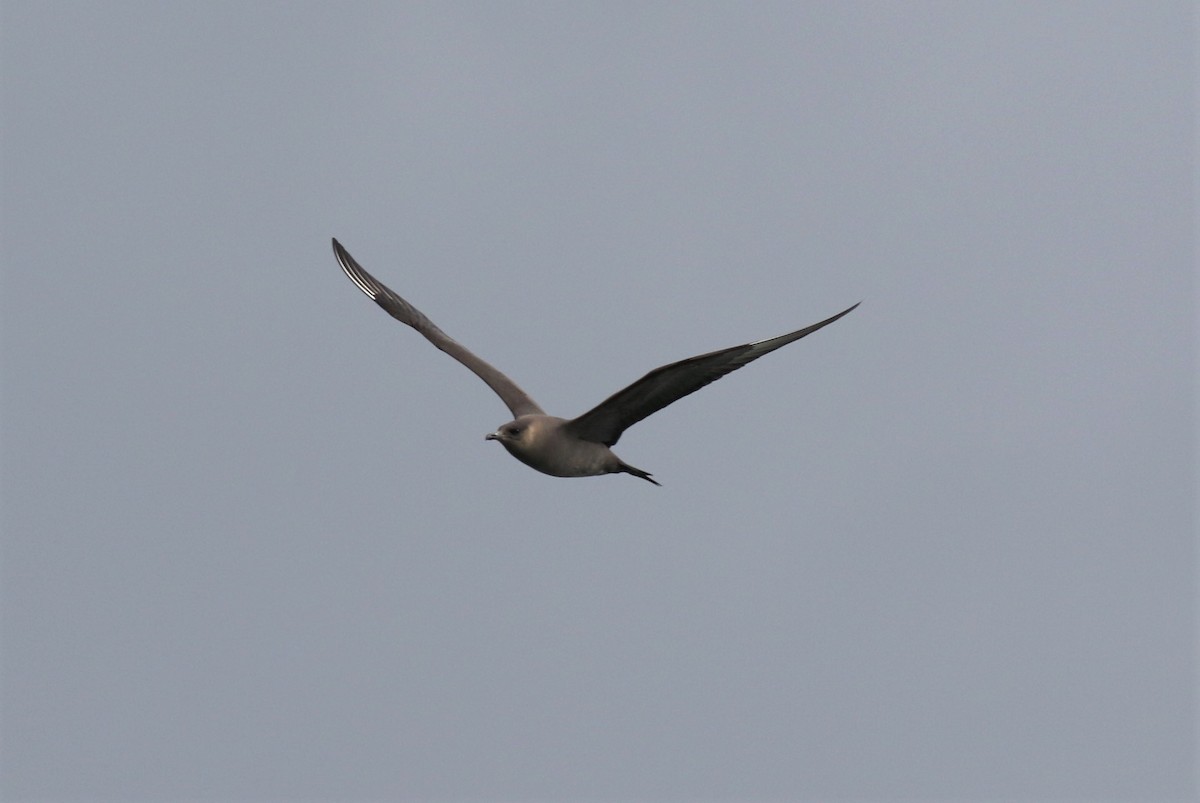 Parasitic Jaeger - ML454957591