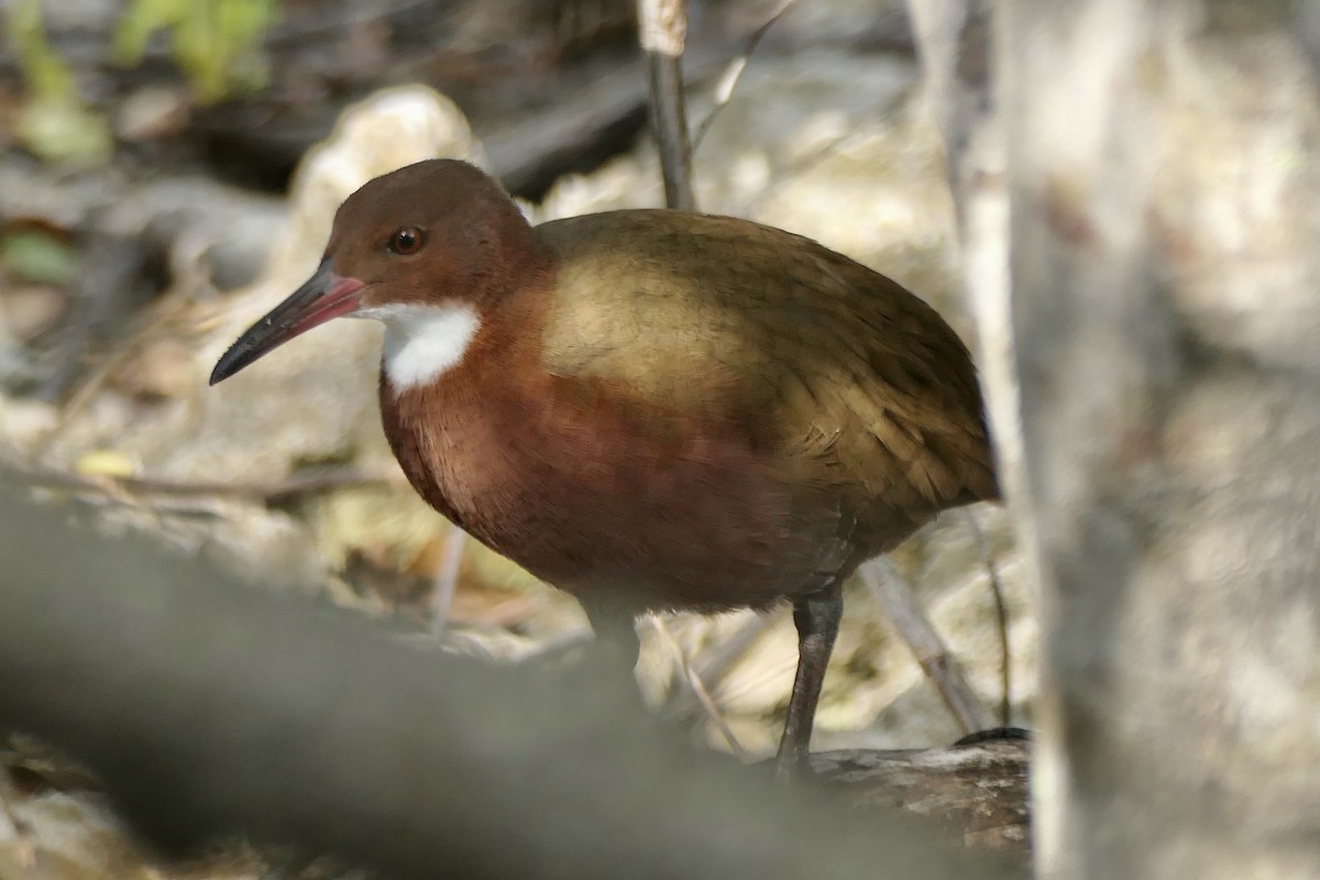 White-throated Rail - ML454958391