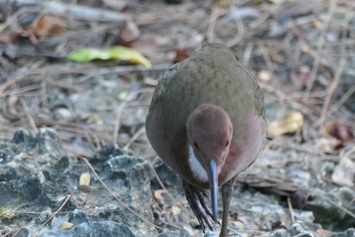 White-throated Rail - ML454958421