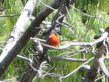 Iiwikleidervogel - ML454958441