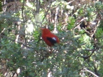 Iiwikleidervogel - ML454958451