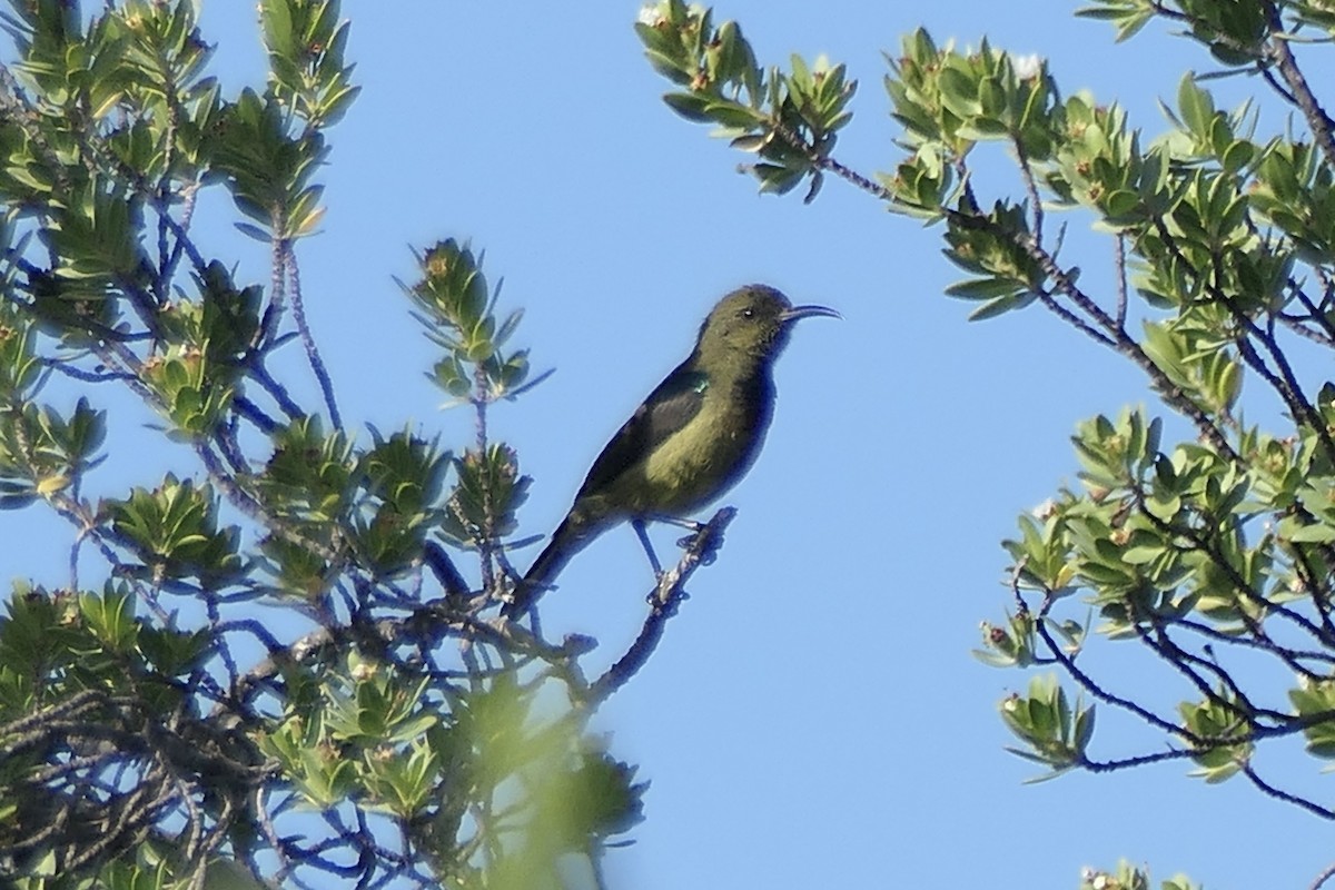 Souimanga Sunbird (Sooty-bellied) - ML454959231