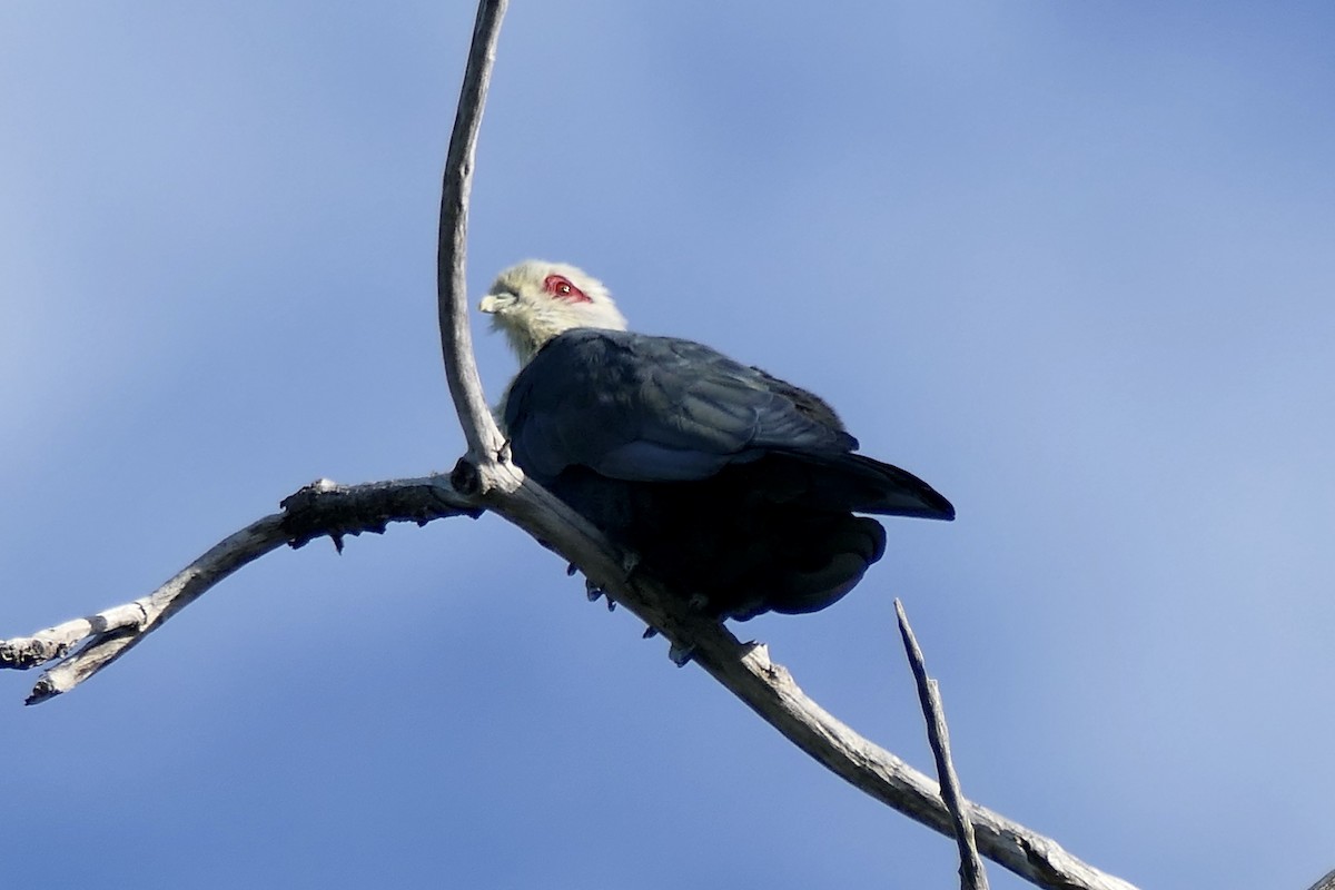 Comoro Blue-Pigeon - ML454960031