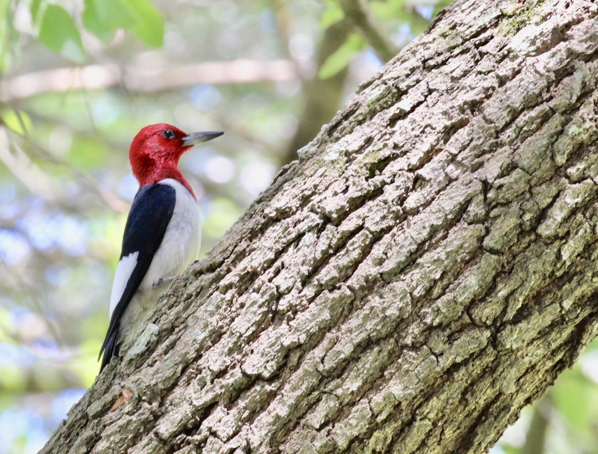 Red-headed Woodpecker - ML454960071