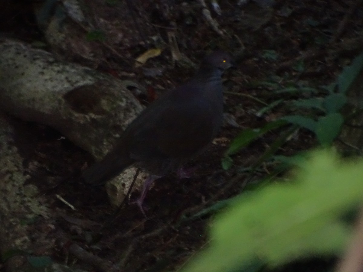 White-throated Quail-Dove - Andrés de Miguel