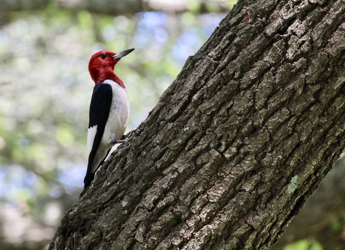 Red-headed Woodpecker - ML454960101