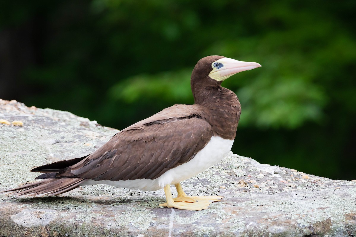 Brown Booby - ML454961701