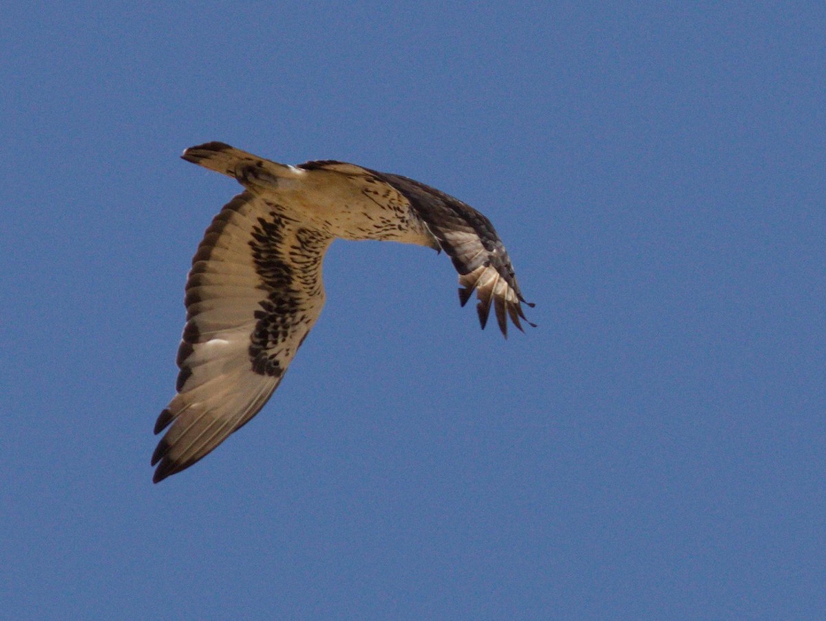 African Hawk-Eagle - Andrey Vlasenko