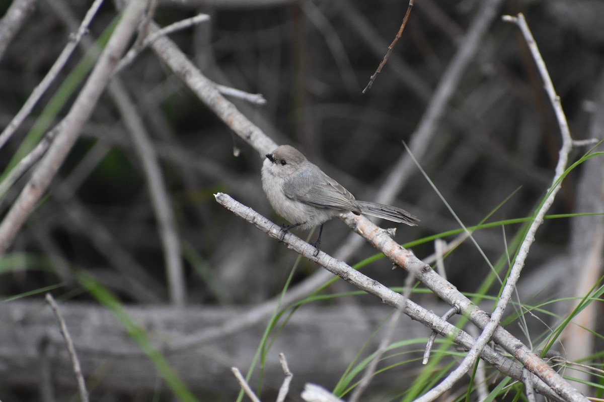 Bushtit - Ali Nygaard